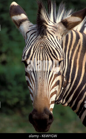 Hartmanns mountain zebra (Equus zebra), tête sur vue, rayures, visage, nez, yeux, oreilles Banque D'Images