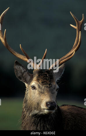 Red Deer, Cervus elaphus, stag stag rut, cornes, Banque D'Images