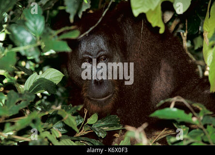 Les orangs-outans (pongo pygmaeus) - mâle parmi la végétation des forêts tropicales, jungle Banque D'Images