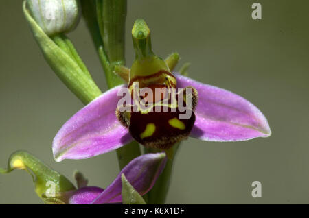 L'orchidée abeille, Ophrys apifera, Close up of simple fleur, monkton chalkpit nature reserve, Kent, délicate Banque D'Images