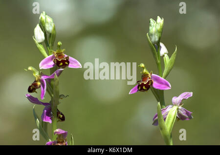 L'orchidée abeille, Ophrys apifera, paire de tiges florifères, monkton chalkpit nature reserve, Kent, délicate Banque D'Images