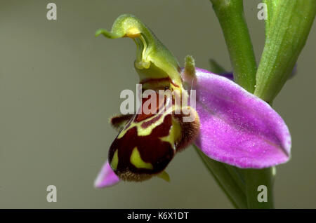 L'orchidée abeille, Ophrys apifera, Close up of flower, monkton chalkpit nature reserve, Kent, délicate Banque D'Images