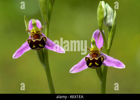 L'orchidée abeille, Ophrys apifera, paire de fleurs, monkton chalkpit nature reserve, Kent, délicate, très répandue dans le sud de l'angleterre Banque D'Images