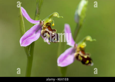 L'orchidée abeille, Ophrys apifera, paire de fleurs, monkton chalkpit nature reserve, Kent, délicate, très répandue dans le sud de l'angleterre Banque D'Images