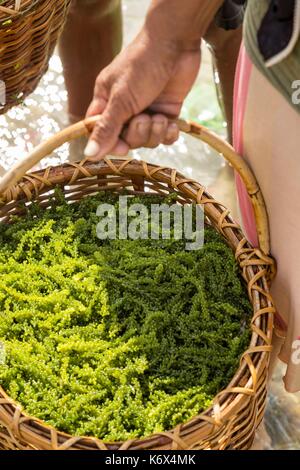 Philippines, Palawan, Aborlan, Sombrero Island, lato algues (Caulerpa lentillifera) Banque D'Images