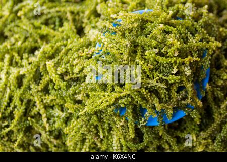 Philippines, Palawan, Aborlan, lato algues (Caulerpa lentillifera) dans le marché traditionnel Banque D'Images