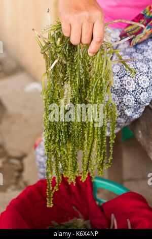 Philippines, Palawan, Aborlan, lato algues (Caulerpa lentillifera) dans le marché traditionnel Banque D'Images