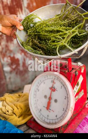 Philippines, Palawan, Aborlan, lato algues (Caulerpa lentillifera) dans le marché traditionnel Banque D'Images