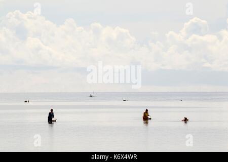 Philippines, Palawan, Aborlan, Sombrero Island, les femmes la récolte d'algues (Caulerpa lentillifera lato) Banque D'Images