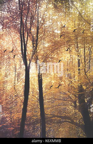 Oiseaux en vol et de la lumière du soleil filtrant à travers les arbres dans une forêt d'automne. digital photo manipulation. Banque D'Images