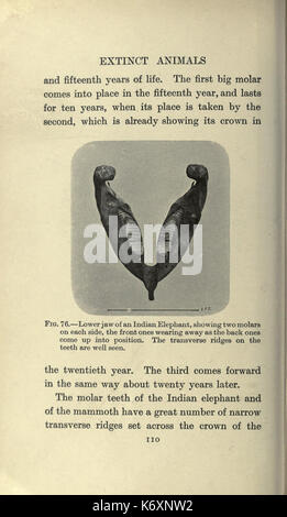 Animaux éteints (page 110) BHL20384693 Banque D'Images