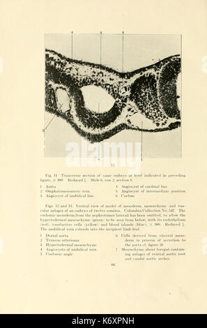 Premières étapes de vasculogenesis dans le chat (Felis domestica) avec une référence particulière à l'origine de l'endothélium (mesenschymal Page 66) BHL17043979 Banque D'Images