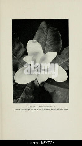 Connaître les arbres et leurs feuilles, décrit et illustré par F. Schuyler Mathews, avec ill. en couleurs et plus de deux cents dessins de l'auteur, et d'une introd. par sonde Bailey (plaque) (6254947416) Banque D'Images