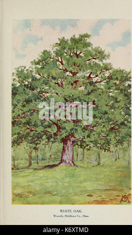 Connaître les arbres et leurs feuilles, décrit et illustré par F. Schuyler Mathews, avec ill. en couleurs et plus de deux cents dessins de l'auteur, et d'une introd. par sonde Bailey (plaque) (6254952674) Banque D'Images