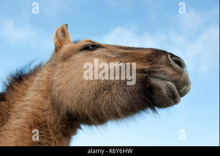 Chevaux konik, kent uk, portrait, descendants directs du tarpan, un cheval sauvage qui a été chassé à l'extinction, koniks polonais est mot de wild Banque D'Images