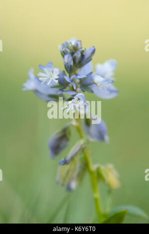 Polygale incarnat Polygala vulgaris, commune, les mélèzes, Kent Wildlife Trust, Royaume-Uni, petit, bleu, fleur Banque D'Images