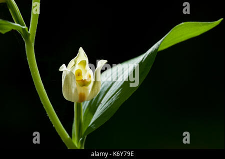 White helleborine, orchidée, cephalanthera damasonium, broadham downs, nr chilham Kent, UK, Kent Wildlife Trust, les boisés, les plants prennent au moins gie Banque D'Images