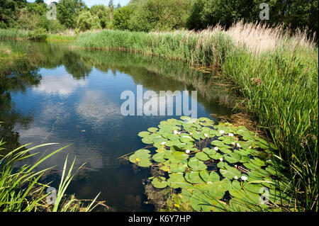 Grand Étang, barnes wetland Trust, Londres Uk, wwt, Banque D'Images