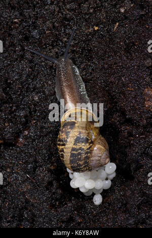 Escargot, Helix aspersa, pondre des œufs dans le sol à l'animal nuit nuit nature mollusques escargot de la faune nuisibles en ponte Banque D'Images