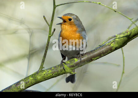 Robin, erithacus rubecula aux abords, jardin, Kent, UK, perché dans le chant des arbres, des bois, des profils, l'hiver, appelant, chanson Banque D'Images
