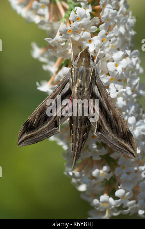À rayures argent hawk-moth, hippotion celerio, reposant sur des plantes rares buddlehia, migrants à la france Banque D'Images