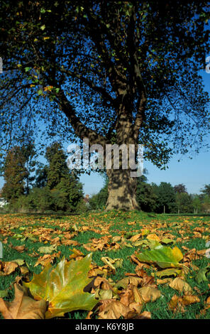 L'érable argenté, Acer saccharinum, uk, couleurs de l'automne, Banque D'Images