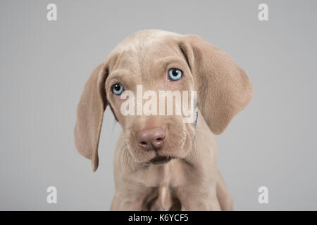 Portrait d'un chiot Weimaraner au Royaume-Uni. Banque D'Images