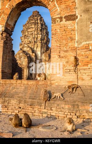 La Thaïlande, la province de Lopburi Lopburi, 13e siècle, Phra Prang Sam Yod temple, l'architecture khmère, est envahi par les macaques mangeurs de crabes ou de macaques à longue queue (Macaca fascicularis) Banque D'Images