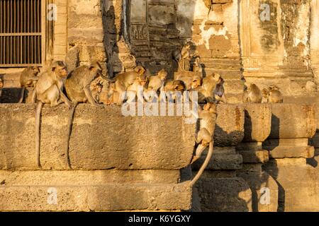 La Thaïlande, la province de Lopburi Lopburi, 13e siècle, Phra Prang Sam Yod temple, l'architecture khmère, est envahi par les macaques mangeurs de crabes ou de macaques à longue queue (Macaca fascicularis) Banque D'Images