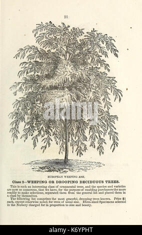 Ellwanger et Barry's catalogue descriptif des arbres et arbustes d'ornement, roses, plantes à fleurs, etc., etc., etc. (16411514366) Banque D'Images