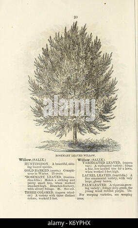 Ellwanger et Barry's catalogue descriptif des arbres et arbustes d'ornement, roses, plantes à fleurs, etc., etc., etc. (15814961094) Banque D'Images