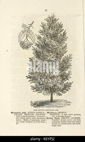 Ellwanger et Barry's catalogue descriptif des arbres et arbustes d'ornement, roses, plantes à fleurs, etc., etc., etc. (16436537012) Banque D'Images