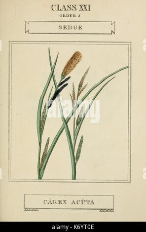 *Elements of the Science of Botany* est un texte botanique comportant des illustrations détaillées et des classifications de diverses espèces végétales. Le travail se concentre sur l'étude des plantes, leur catégorisation et leur représentation dans l'art botanique, souvent utilisé à des fins éducatives dans la recherche botanique. Banque D'Images