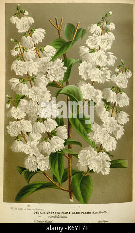 Flore des serres et des jardins de l'Europe (9507146169) Banque D'Images