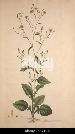 Les Fleurs du Mal/1861/sépulture de la flore, ou des plaques, et des descriptions de ces plantes comme l'état sauvage dans les environs de Londres (8282239748) Banque D'Images