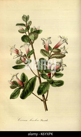 Flore des serres et des jardins de l'Europe (7972493284) Banque D'Images