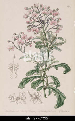 Edwards's Botanical Register (planche 69) (7949502036) Banque D'Images