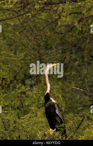 Vert aka snakebird assis sur un arbre Banque D'Images