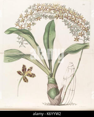 Edwards's Botanical Register (planche 69) (8411160497) Banque D'Images