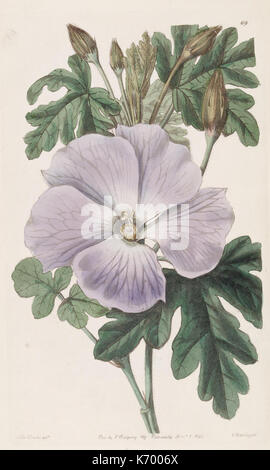 Edwards's Botanical Register (planche 69) (8386151119) Banque D'Images