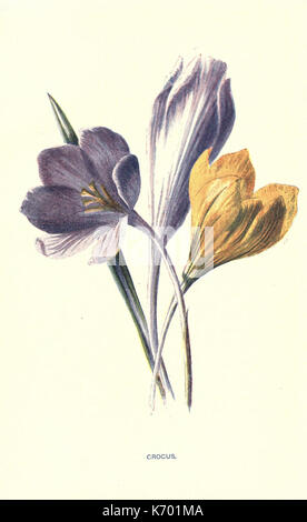 Bien des fleurs de jardin (38) Plaque (7402428748) Banque D'Images