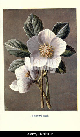 Au courant des fleurs de jardin (9) (7402382654) Banque D'Images