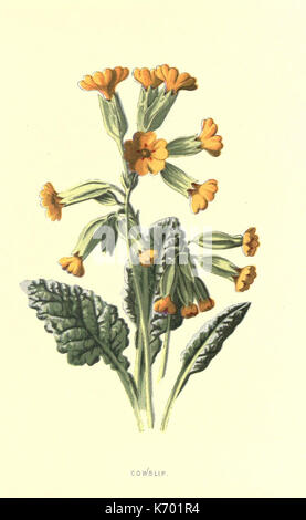 Fleurs sauvages connaissent bien compris et décrits (Pl. 23) (7393704068) Banque D'Images