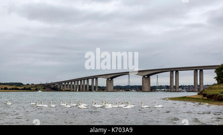 Pont d'Orwell, Ipswich. England UK. Une vue inhabituelle d'une grande multitude de cygnes se sont réunis sur les rives de la rivière Orwell Orwell près du pont. C'est un temps couvert lumineux. Banque D'Images