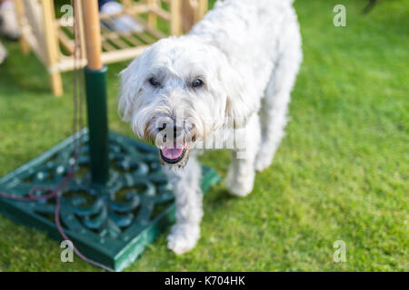 Belle et ludique aux cheveux blancs Wheaten Terrier heureusement sourit à l'appareil photo Banque D'Images