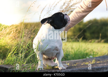 Bouledogue Français noir et blanc sur une promenade à la recherche jusqu'au propriétaire d'amour Banque D'Images