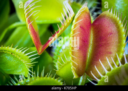 Dionée (Dionaea muscipula) Banque D'Images