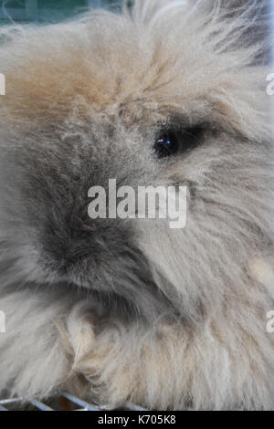 Beau lapin fourrure gros plan du visage et des yeux Banque D'Images