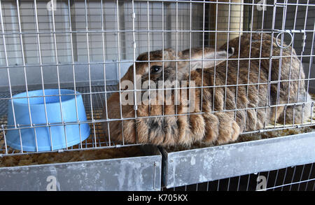 Grand lapin brun en cage avec bol bleu Banque D'Images