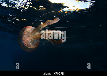 Les méduses stinger mauve au sous-marins Cala Balanca, Menorca
